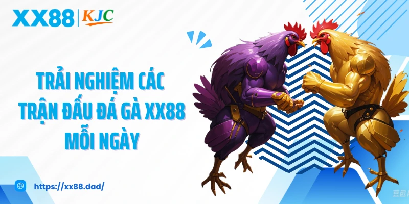Trải nghiệm các trận đấu đá gà XX88 mỗi ngày